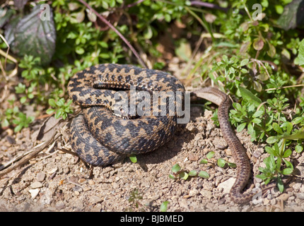 Europäische Kreuzotter (Vipera Berus) Erwachsene und Jugendliche Stockfoto