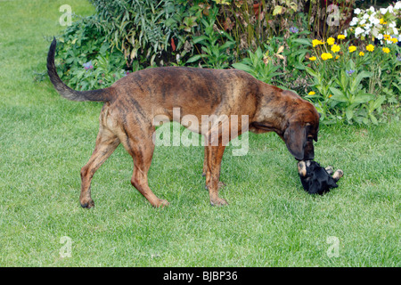 Hannover-Hound und Westfalen Terrier Welpen, zwei Jagdhunde spielen auf der Wiese im Garten, Deutschland Stockfoto