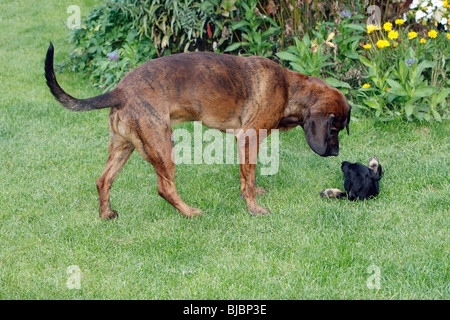 Hannover-Hound und Westfalen Terrier Welpen, zwei Jagdhunde spielen auf der Wiese im Garten, Deutschland Stockfoto