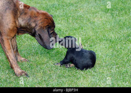 Hannover-Hound und Westfalen Terrier Welpen, zwei Jagdhunde spielen auf der Wiese im Garten, Deutschland Stockfoto