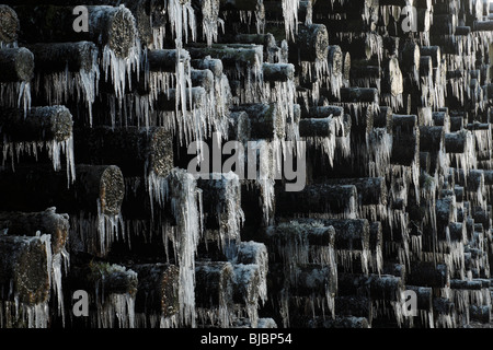 Eis-Regen, Eiszapfen auf Protokoll-Stapel nach plötzlichen Temperaturabfall im Winter, Deutschland Stockfoto