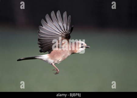 Jay (Garrulus Glandarius), im Flug, Deutschland Stockfoto