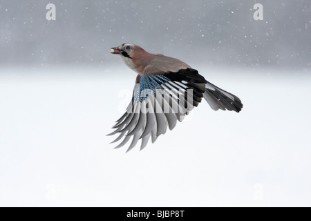 Jay (Garrulus Glandarius), im Flug mit Nahrung im Schnabel, Winter, Deutschland Stockfoto