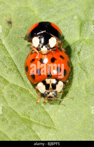 Harlekin-Marienkäfer (Harmonia Axyridis), koppeln Paarung auf Blatt Stockfoto