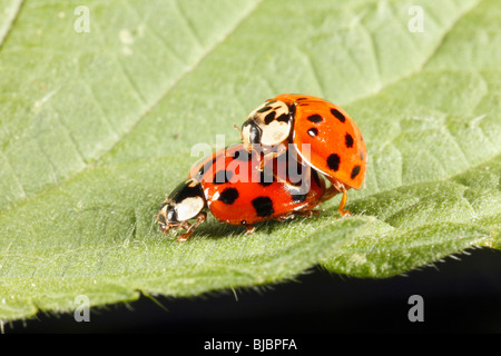 Harlekin-Marienkäfer (Harmonia Axyridis), koppeln Paarung auf Blatt Stockfoto