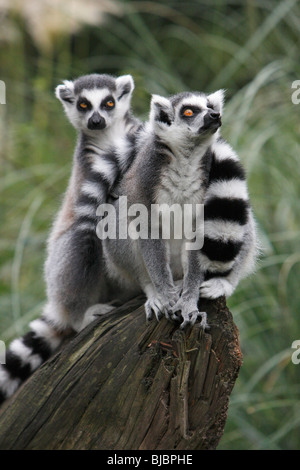 Katta (Lemur Catta), 2 Tiere in Alarmbereitschaft Stockfoto