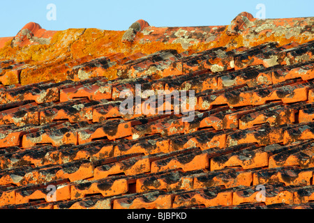 Crustose Flechten auf Dachziegeln, Portugal Stockfoto