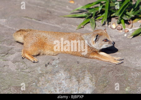 Gelbe Mungo (Cynictis Penicillata), Sonnenbaden, Verteilung Kalahari-Wüste, Südafrika Stockfoto