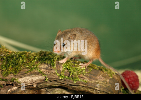 Maus (Micromys Minutus) zu ernten, Meldung bei log Stockfoto