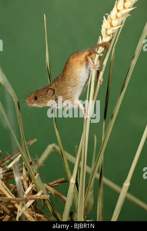 Zwergmaus (Micromys Minutus), Klettern, Greifschwanz, zwischen Weizen Stiele mit Stockfoto