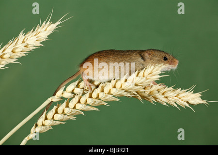 Zwergmaus (Micromys Minutus), Klettern zwischen Weizen Stiele Stockfoto