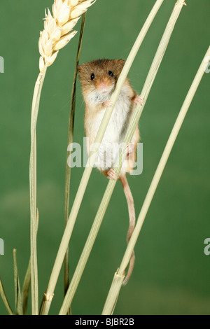 Zwergmaus (Micromys Minutus), Klettern zwischen Weizen Stiele Stockfoto