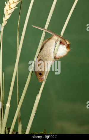 Zwergmaus (Micromys Minutus), Klettern, Greifschwanz, zwischen Weizen Stiele mit Stockfoto