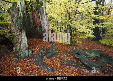 Alte Eiche Stamm, umgeben von Buchenwald im Herbst, Sababurg Nationalpark Nord-Hessen, Deutschland Stockfoto