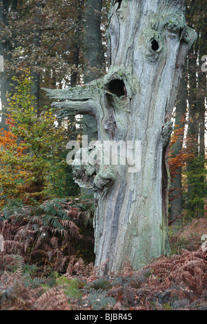 Eiche (Quercus Robur), alten Stamm, im Herbst, Sababurg alten Wald NP, N. Hessen, Deutschland Stockfoto