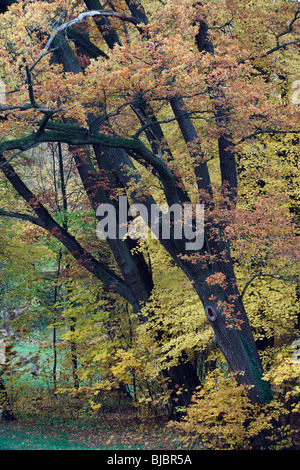 Eiche (Quercus Robur), Bäume im Park zeigt Herbstfärbung, N. Hessen, Deutschland Stockfoto
