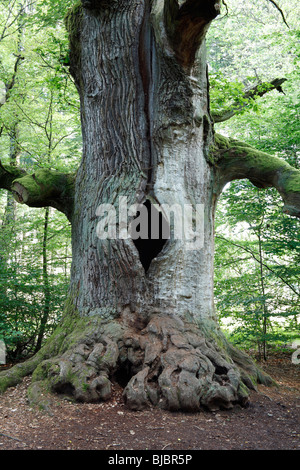 Eiche (Quercus Robur), alten Baum im Sommer, Sababurg alten Wald NP, N. Hessen, Deutschland Stockfoto