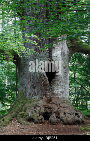 Eiche (Quercus Robur) - alte Stamm in Sababurg Waldreservat, Hessen, Deutschland Stockfoto