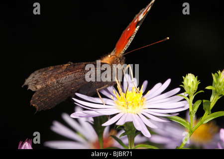 Tagpfauenauge (Inachis Io) Fütterung auf Aster Blumen im Garten, Deutschland Stockfoto