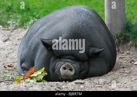 Vietnamesische Hängebauchschwein, schlafen Stockfoto