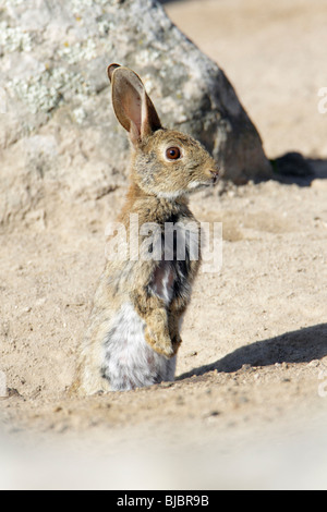 Wildkaninchen (Oryctolagus Cuniculus), Alarm am Fuchsbau Eingang, Alentejo, Portugal Stockfoto