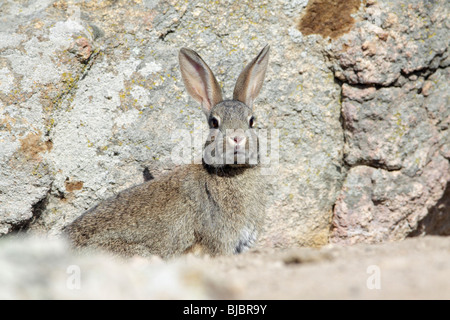 Wildkaninchen (Oryctolagus Cuniculus), sitzen unter Felsbrocken, Alentejo, Portugal Stockfoto