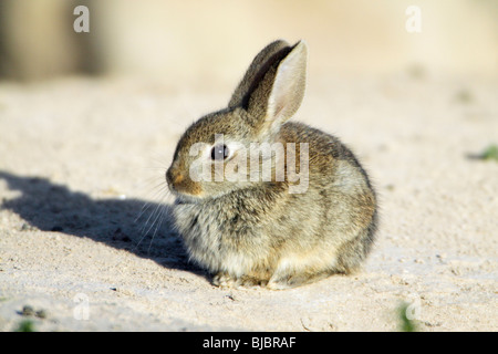 Wildkaninchen (Oryctolagus Cuniculus), Babysitting am Fuchsbau Eingang, Alentejo, Portugal Stockfoto