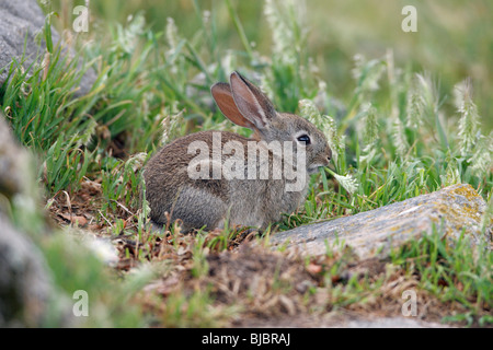 Wildkaninchen (Oryctolagus Cuniculus), junge Tiere füttern, Alentejo, Portugal Stockfoto