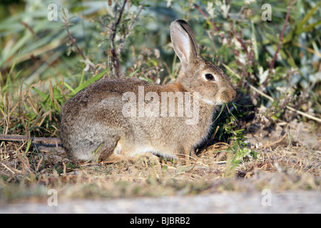 Europäischen Wildkaninchen (Oryctolagus Cuniculus), Insel Texel, Holland Stockfoto