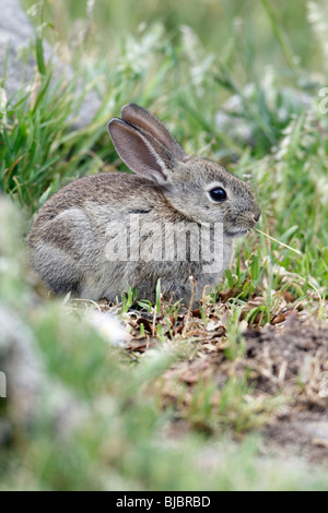 Wildkaninchen (Oryctolagus Cuniculus), junge Tiere füttern, Alentejo, Portugal Stockfoto