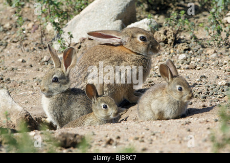 (Oryctolagus Cuniculus), Weibchen mit drei Jungtiere am Fuchsbau Eingang, Alentejo, Portugal Stockfoto