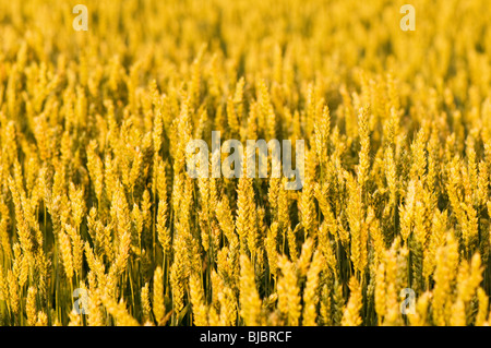 Ähren wachsen im Feld in Devon, UK Stockfoto