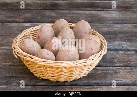 Sarpo Axona Hauptkultur Pflanzkartoffeln in einem Korb Stockfoto