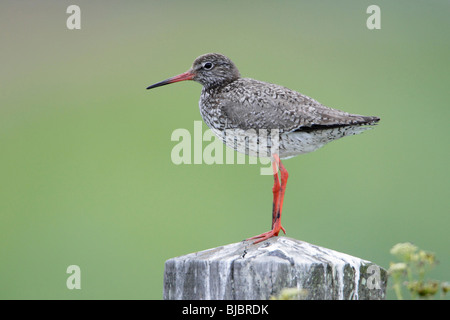 Rotschenkel (Tringa Totanus), thront auf Post ruhen, Northumberland, England, UK Stockfoto