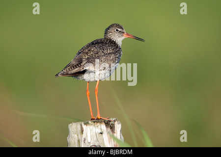 Rotschenkel (Tringa Totanus), thront auf Post ruhen, Northumberland, England, UK Stockfoto