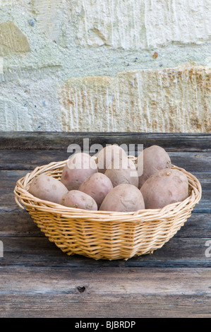 Sarpo Axona Hauptkultur Pflanzkartoffeln in einem Korb Stockfoto