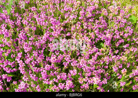 Nahaufnahme von lila Heidekraut blühen auf Dartmoor, Devon UK Stockfoto