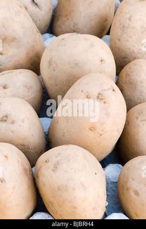 Bio Toluca zweite frühe Ernte Pflanzkartoffeln in einem Karton Eierkarton Stockfoto