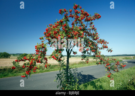 Vogelbeerbaum / Eberesche (Sorbus Aucuparia), mit gereiften Beeren, Deutschland Stockfoto