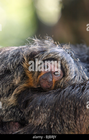 White-faced Sakis (Pithecia Pithecia), Frau mit Baby, Verteilung,-Brasilien, Französisch-Guayana, Venezuela, Suriname Stockfoto