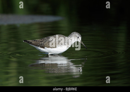 Waldwasserläufer (Tringa Ochropus), auf der Suche nach Nahrung in Fluss, Alentejo, Portugal Stockfoto