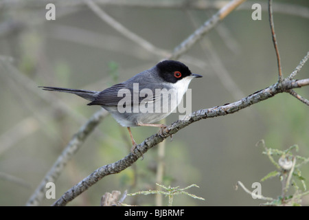 Samtkopfgrasmücke (Sylvia Melanocephala), thront männlich auf Zweig, Portugal Stockfoto