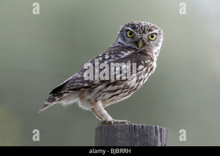 Steinkauz (Athene Noctua), gehockt Zaunpfahl, Alentejo, Portugal Stockfoto