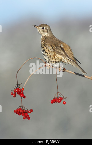 Soor Misteldrossel (Turdus Viscivorus), Sittinging auf Guelder Rose Bush im Winter, Deutschland Stockfoto