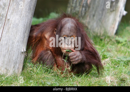 Orang Utan (Pongo Pygmaeus), Bayby sitzt am Boden Rasen kauen, Stockfoto