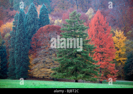 Herbstfärbung unter Bäumen im Park, Hessen, Deutschland Stockfoto