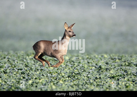 Reh (Capreolus Capreolus), laufen und springen, Deutschland Stockfoto