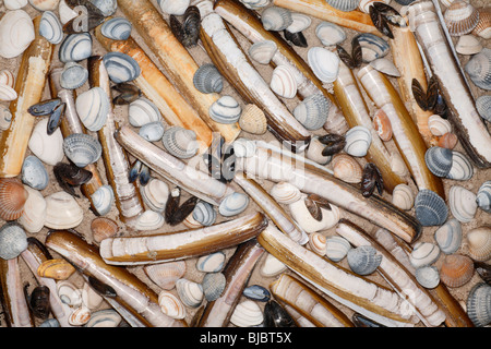 Rasierer Muscheln (Enis Siliqua) Baltic Tellin (Macoma Balthica) gemeinsame Miesmuschel (Mytilus Edulis) gemeinsame Herzmuscheln (Cerastoderma Edula) Stockfoto