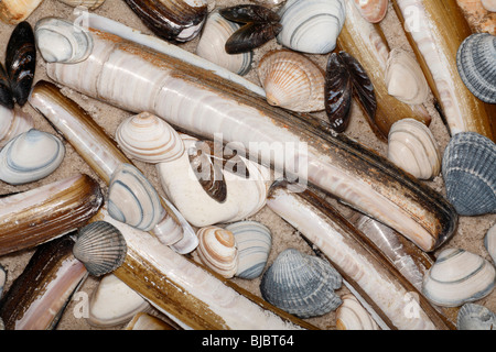 Rasierer Muscheln (Enis Siliqua) Baltic Tellin (Macoma Balthica) gemeinsame Miesmuschel (Mytilus Edulis) gemeinsame Herzmuscheln (Cerastoderma Edula) Stockfoto