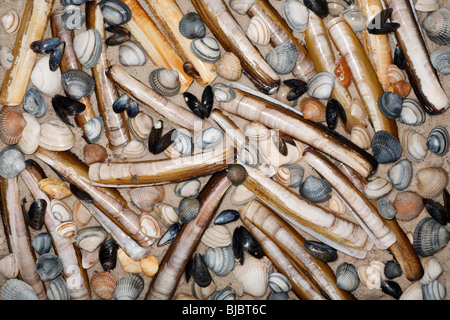 Rasierer Muscheln (Enis Siliqua) Baltic Tellin (Macoma Balthica) gemeinsame Miesmuschel (Mytilus Edulis) gemeinsame Herzmuscheln (Cerastoderma Edula) Stockfoto